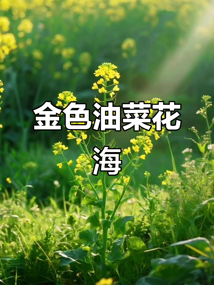 油菜花盛开,春日里的金色浪漫与香气