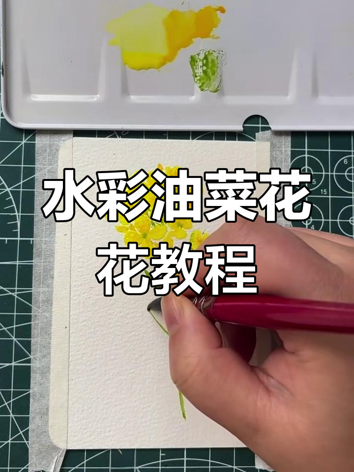 油菜花水彩画,简单步骤教你画出饱满花朵
