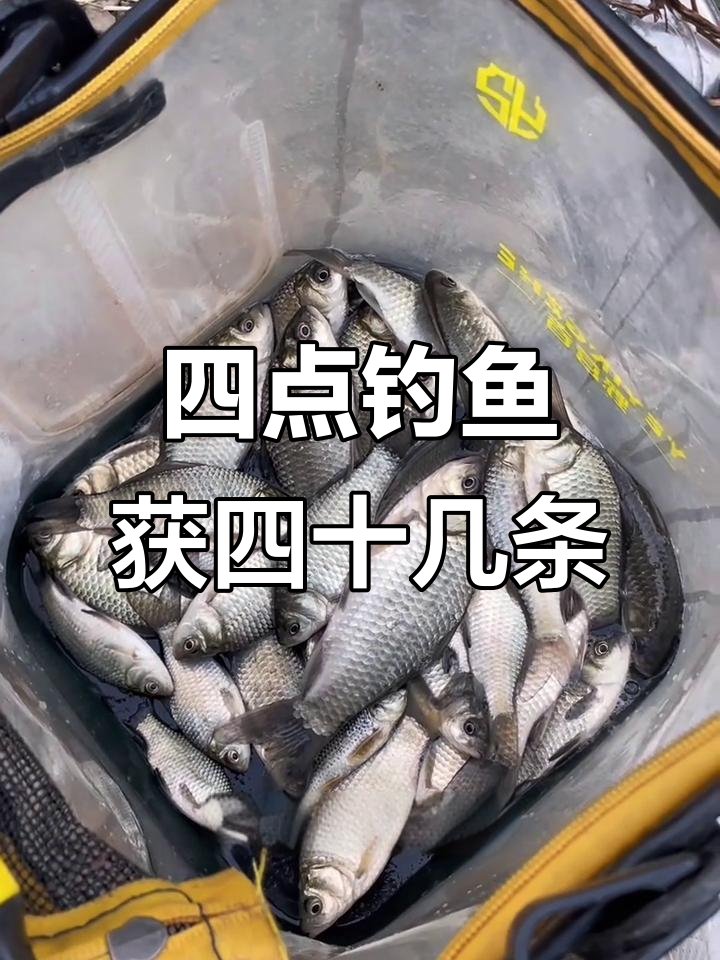 野钓4小时,收获四十多条鲫鱼,最后放生小鱼