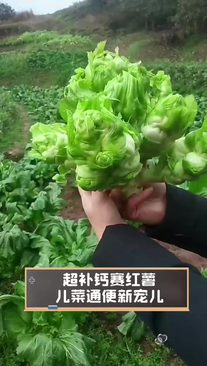 超补钙赛红薯,儿菜通便新宠儿