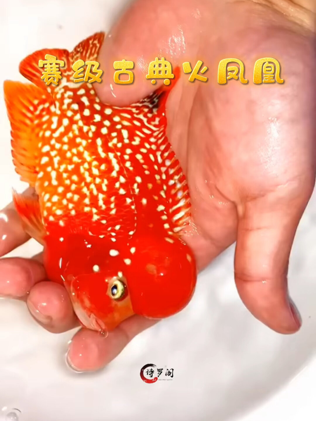 赛级GB古典金花火凤凰,巨型水头培养,8公分