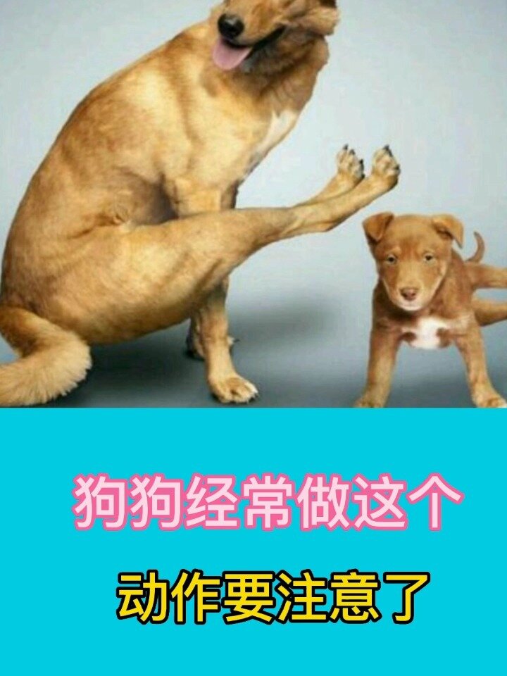 狗狗为什么总是磨屁股呢