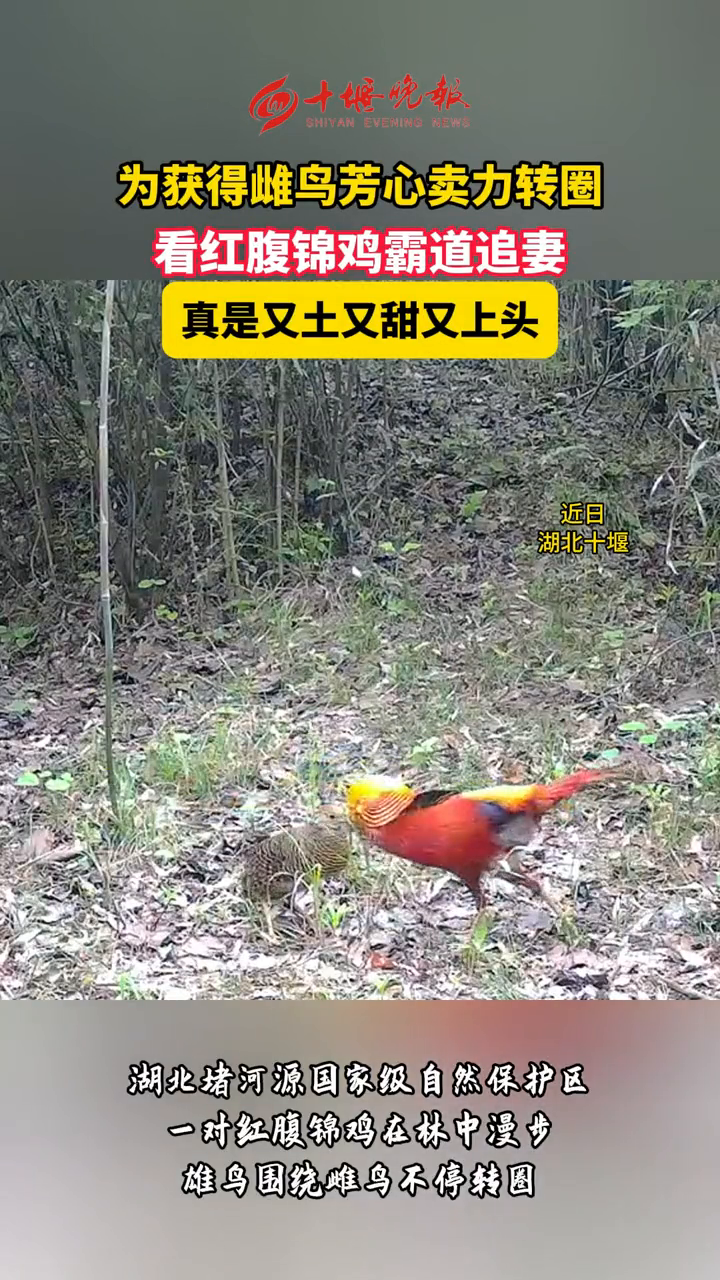 红腹锦鸡求偶,这个样子太好笑了……