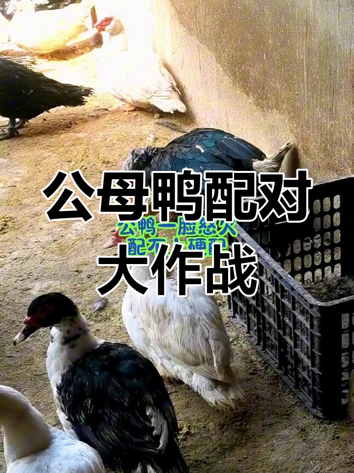 番鸭种蛋预定,公母搭配搞笑现场