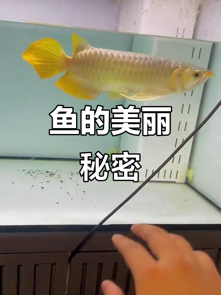 这条鱼的美,视频无法展现!火焰尾与蝴蝶鳍令人陶醉