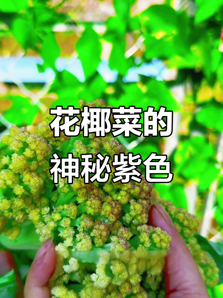 菜花上的紫色秘密，阳光照射下的神奇变化