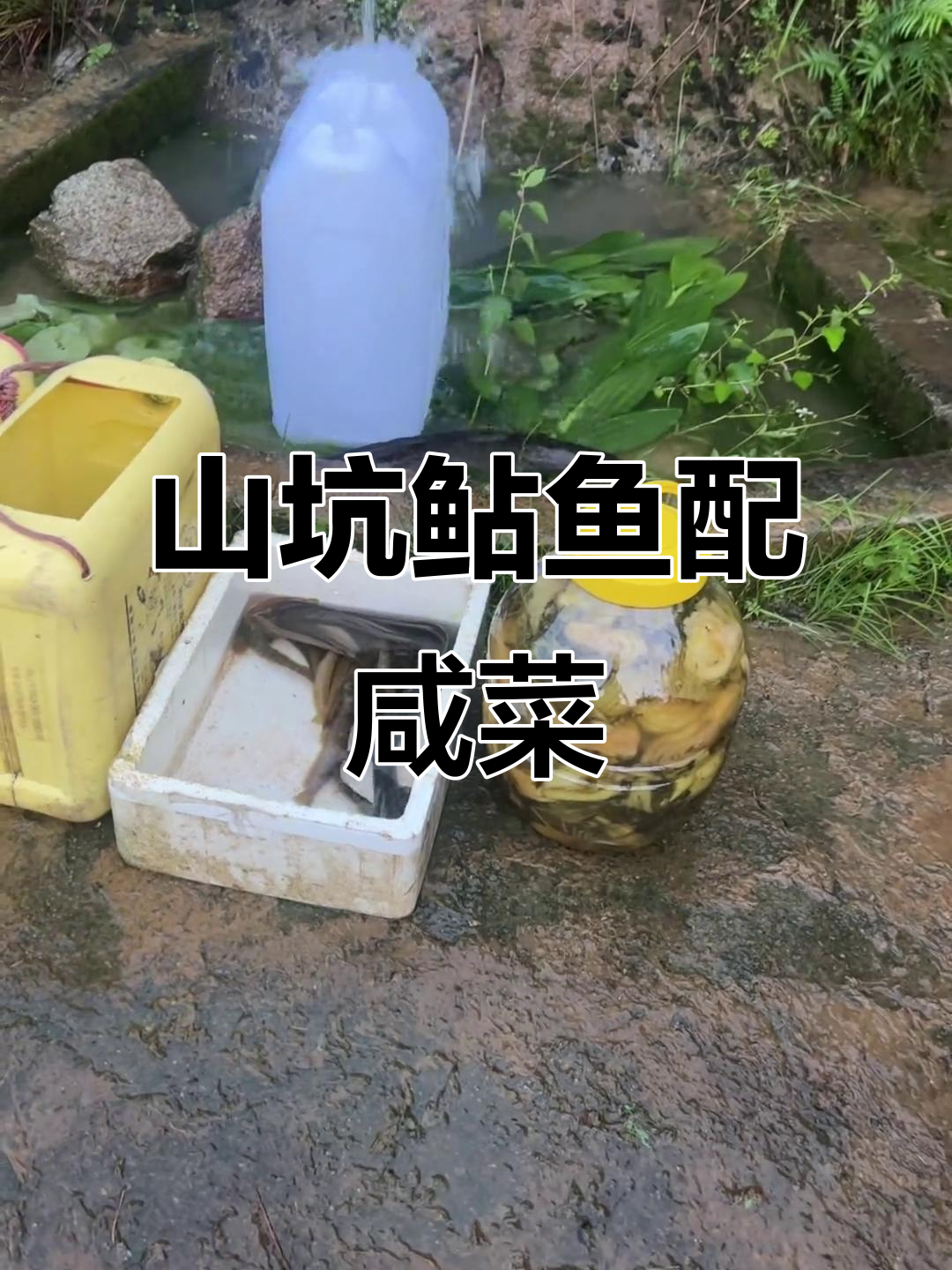 客家山坑鲇鱼与咸菜的完美搭配，一鱼两吃超满足