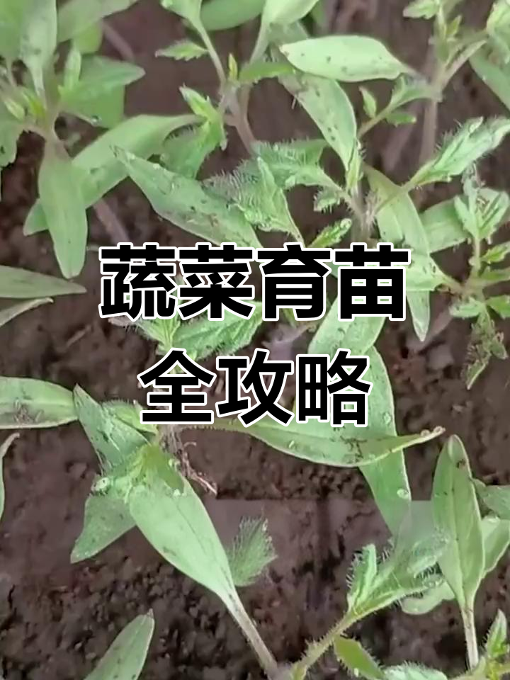 春季蔬菜育苗时间表,草莓柿子等品种详解
