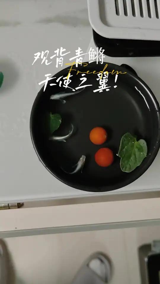 观赏鱼观背青鳉 各位小伙伴养鱼是真的解压,观背青鳉鱼真心好养活。观赏鱼观背青鳉观背青鳉繁殖