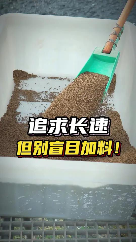 金九银十冲刺期,加州鲈鱼追长速但不要盲目加料!