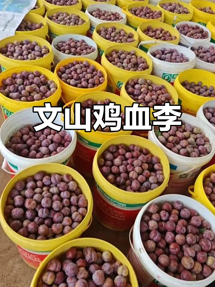 云南文山正宗鸡血李,酸甜可口让人回味无穷