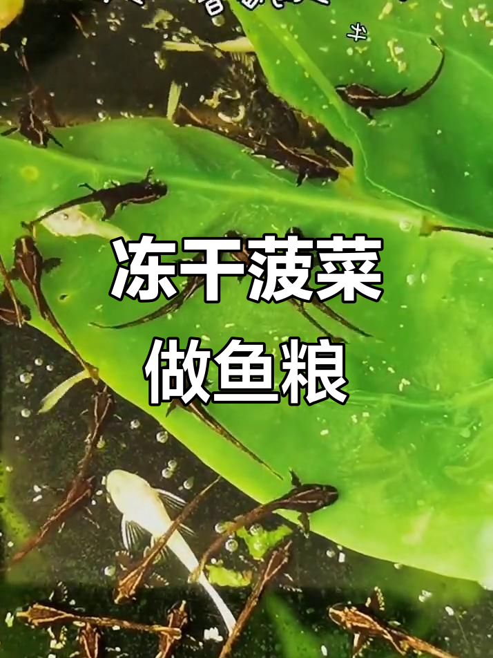 冬季菠菜喂鱼,经济又实惠!皇冠直升机最爱吃
