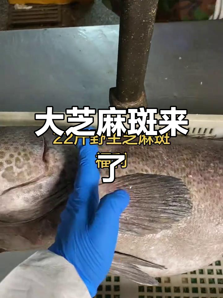 二十斤大芝麻斑,超美海鱼来袭!