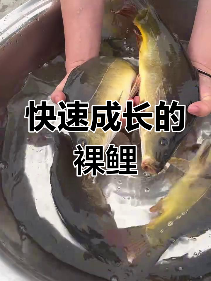 裸鲤生长迅速,杂食性强,一年能增重数斤