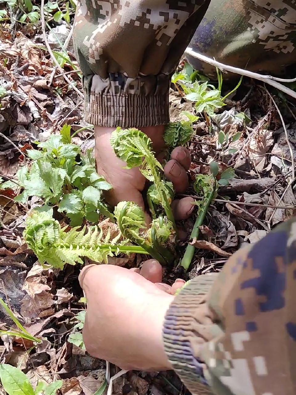 新鲜黄瓜香 东北山野菜 又到了吃野菜的季节了 黄瓜香 黄瓜香山野菜