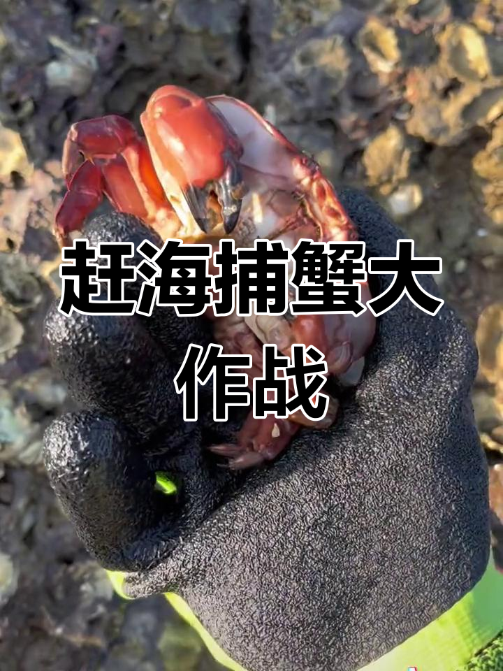 赶海抓面包蟹,红彤彤的公母都有!