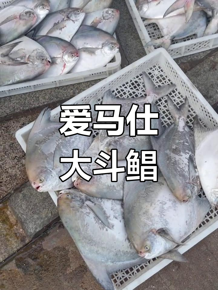 土豪必备!大斗鲳鱼,人间美味不容错过