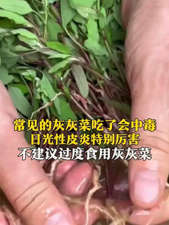 6月3日(采访时间),山东济南,常见的灰灰菜吃了有可能中毒。对某些人有致敏作用,日光性皮炎