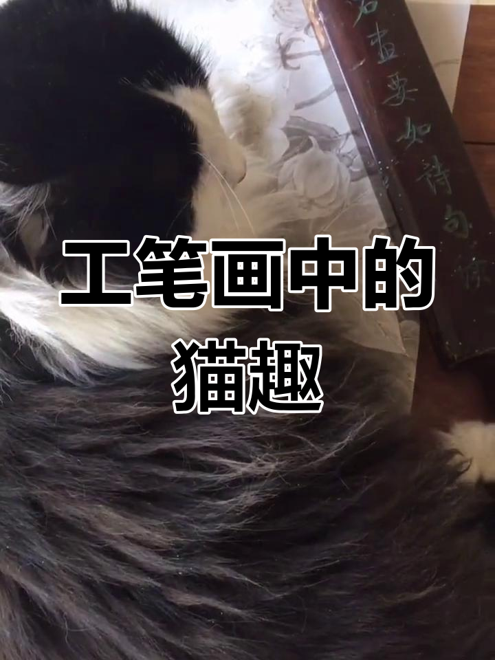 猫咪成精!国画工笔花鸟大变身,锦鸡与松树的奇妙碰撞