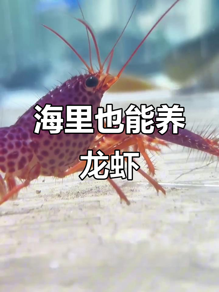 海洋小龙虾大揭秘!这只紫光虾竟然这么凶猛