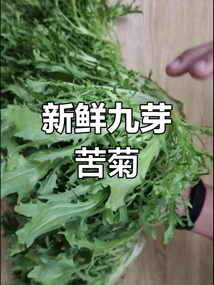 新鲜苦菊生菜,九芽品种,凉拌、火锅皆宜
