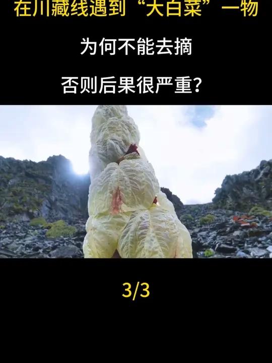 在川藏线遇到“大白菜”一物,为何不能去摘,否则后果很严重?