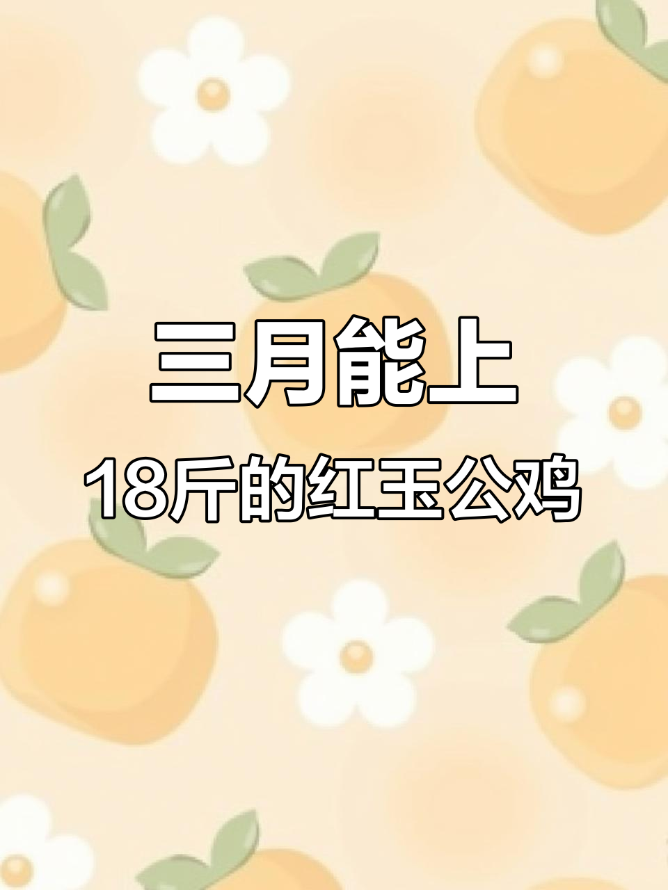 红玉三八零大红公鸡,三个月长到十八斤,疫苗防疫全到位