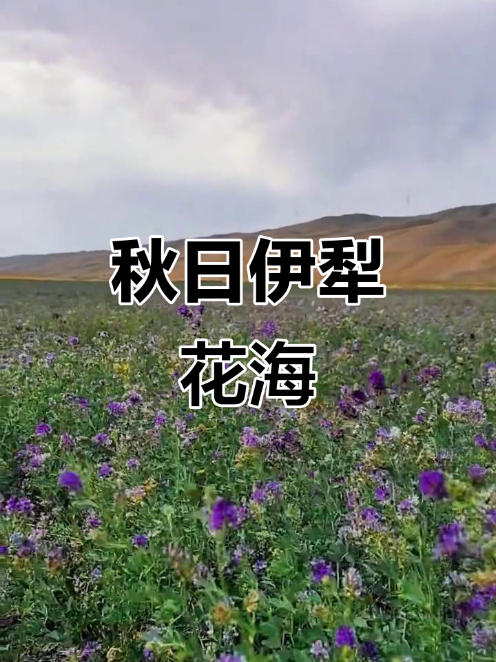 9月伊犁花海:紫花苜蓿盛开,草原生机盎然