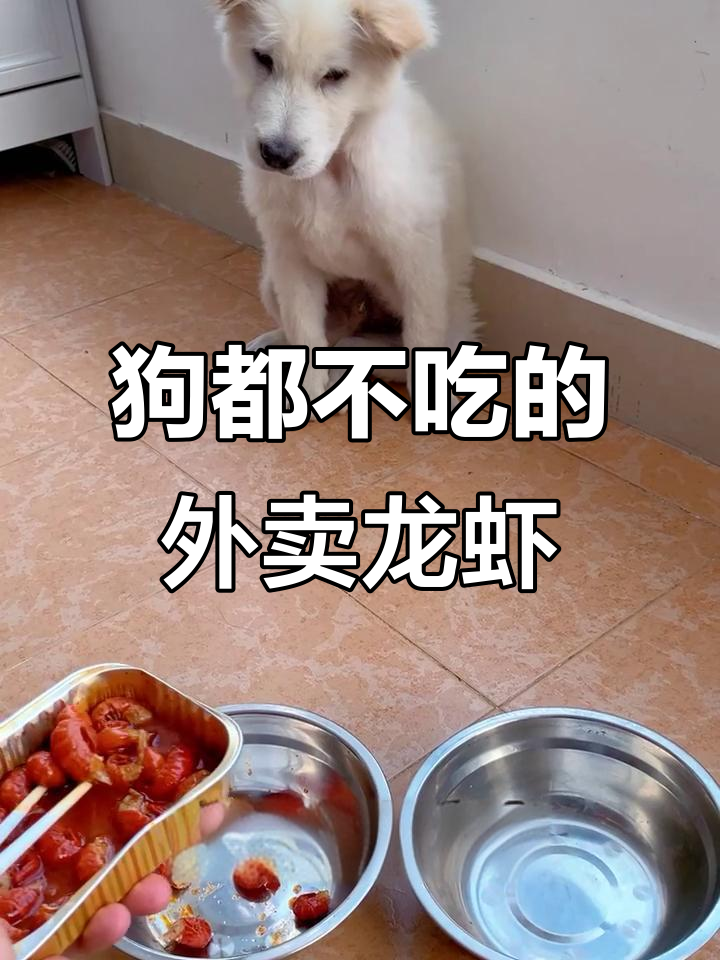 外卖小龙虾和自助大比拼,狗子试吃结果让人笑喷