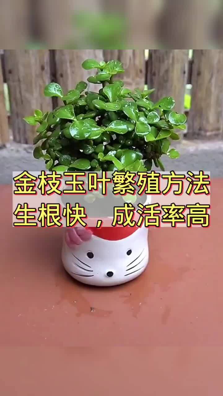 分享金枝玉叶的扦插繁殖方法