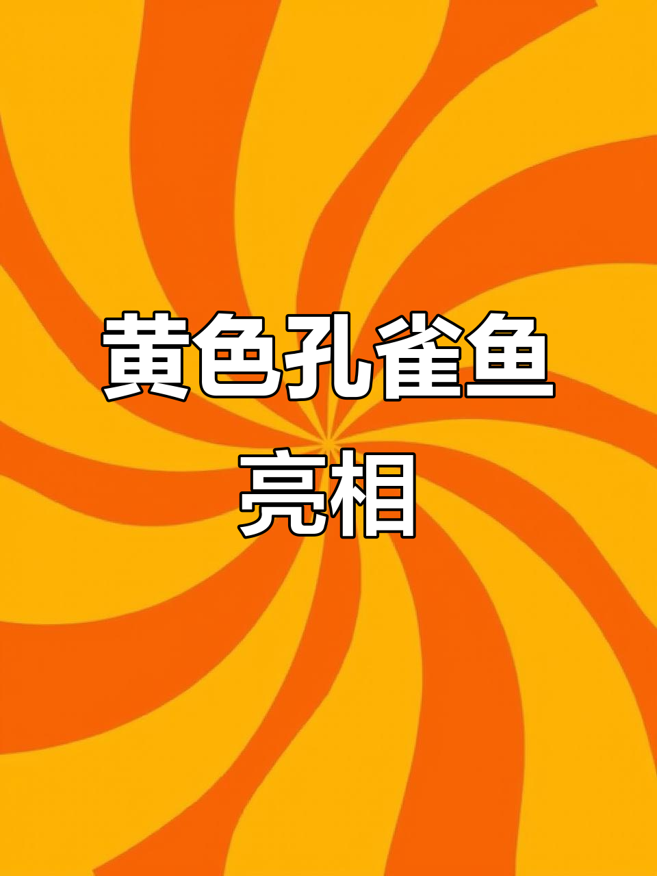 黄礼服孔雀鱼,象牙白配色惊艳登场