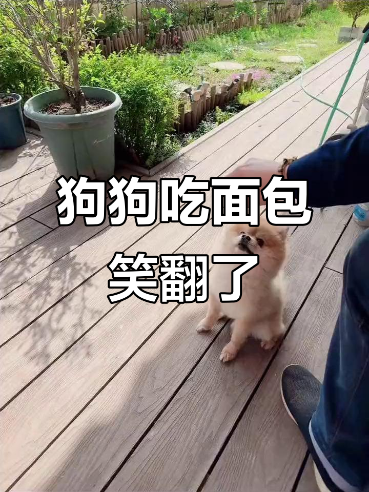 小狗吃面包被粘牙,表情超搞笑!最后怎么了?