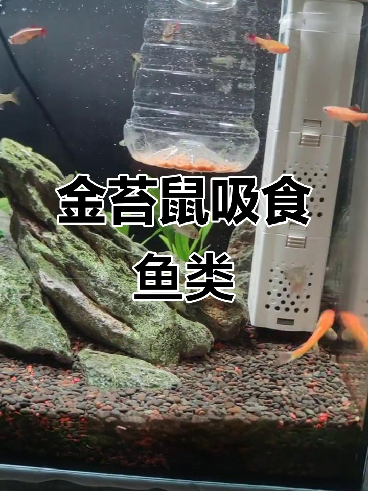 金苔鼠咬鱼太凶猛,白云金丝几乎被吃光