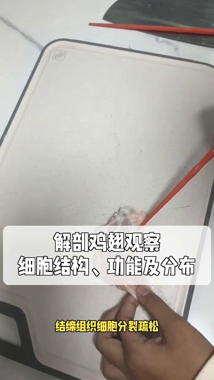 解剖鸡翅观察,细胞结构、功能及分布