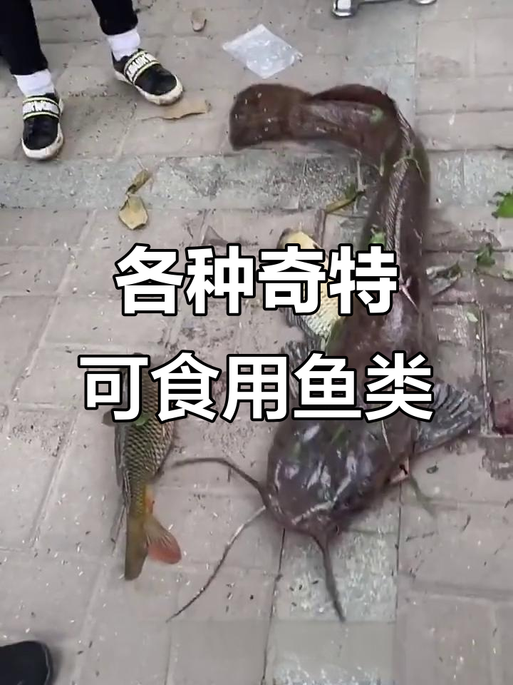 这些鱼能吃吗?从埃及唐狮到飞鱼的全方位解析