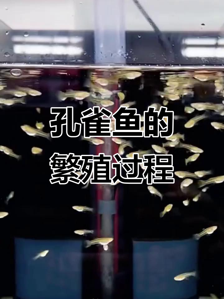 孔雀鱼如何受孕?从公母比例到怀孕特征全解析