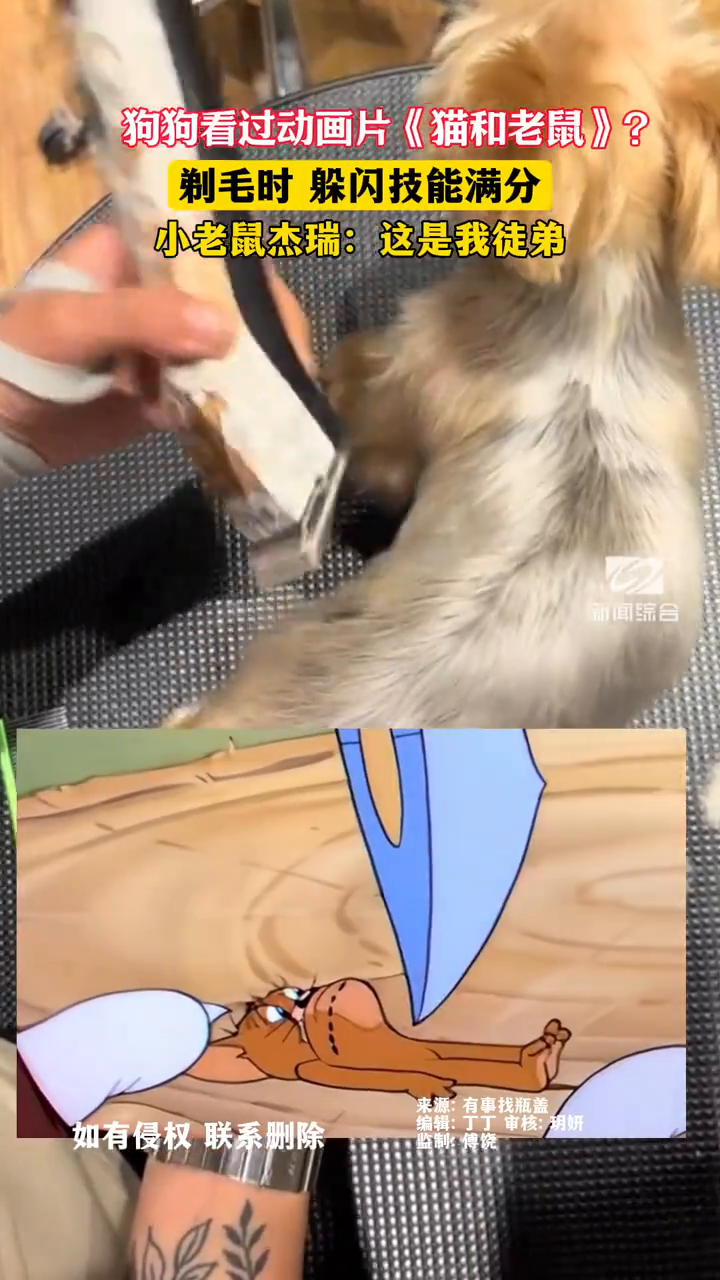 狗狗看过动画片《猫和老鼠》?剪毛时躲闪技能满分