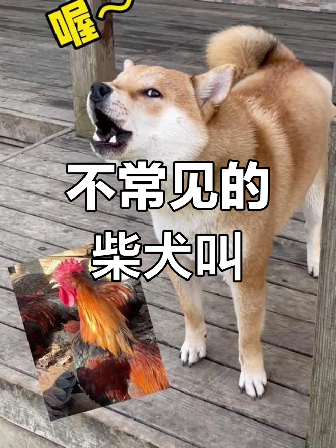 柴犬的独特叫声,真是少见