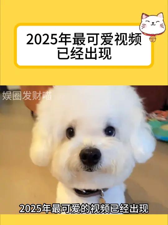 2025年最可爱视频已经出现