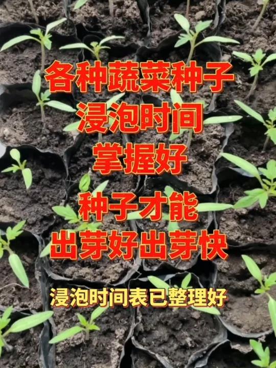 各种蔬菜种子浸泡时间表