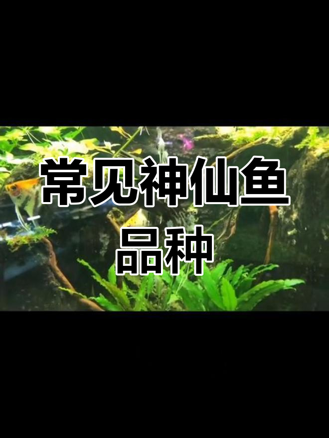 神仙鱼种类解析