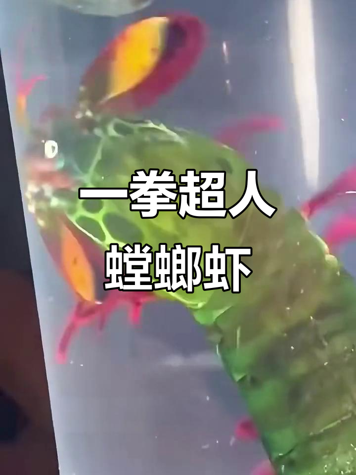 七彩螳螂虾:一拳打碎猎物,速度堪比子弹