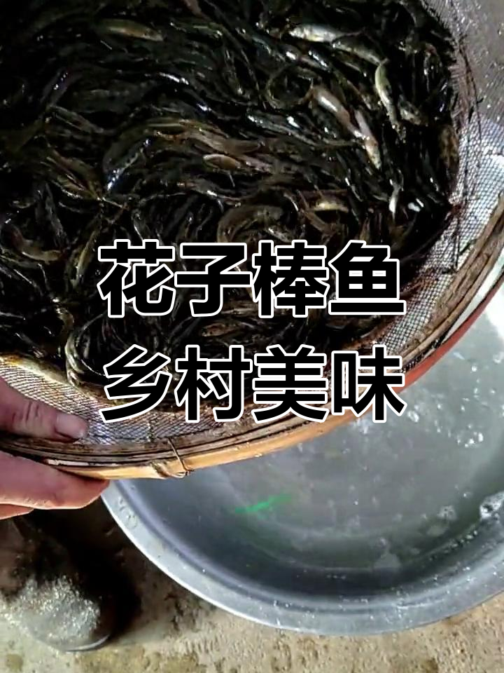东北野生花子棒鱼,鲜美小河鱼的滋味