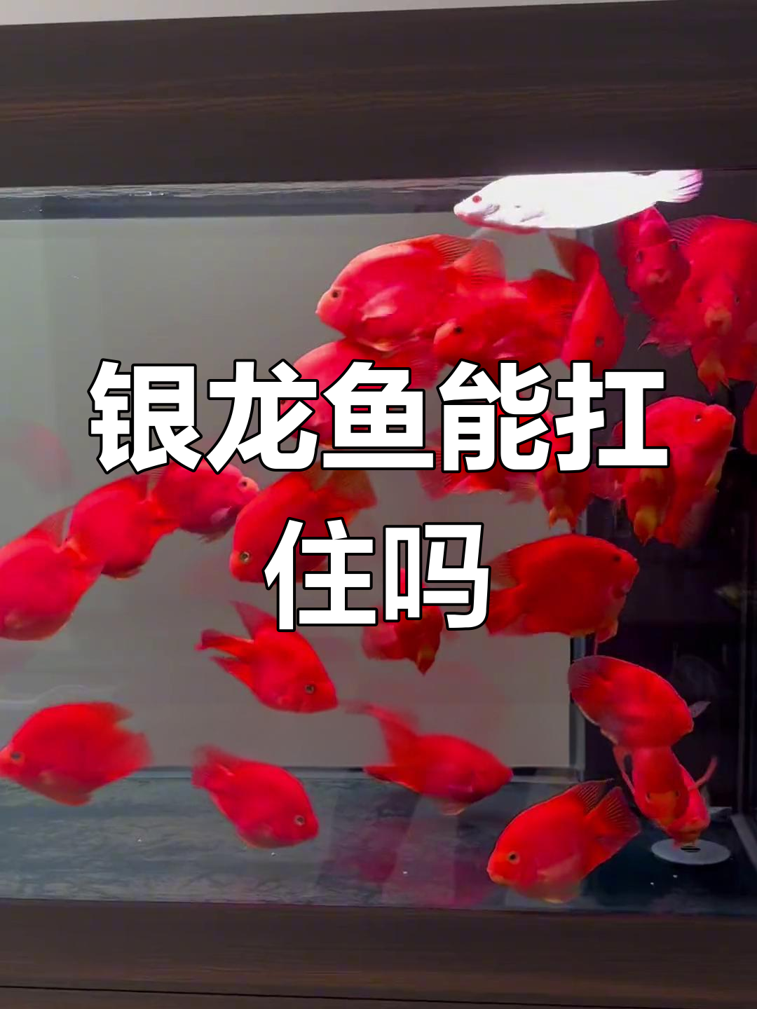 银龙鱼与鹦鹉鱼的混养挑战