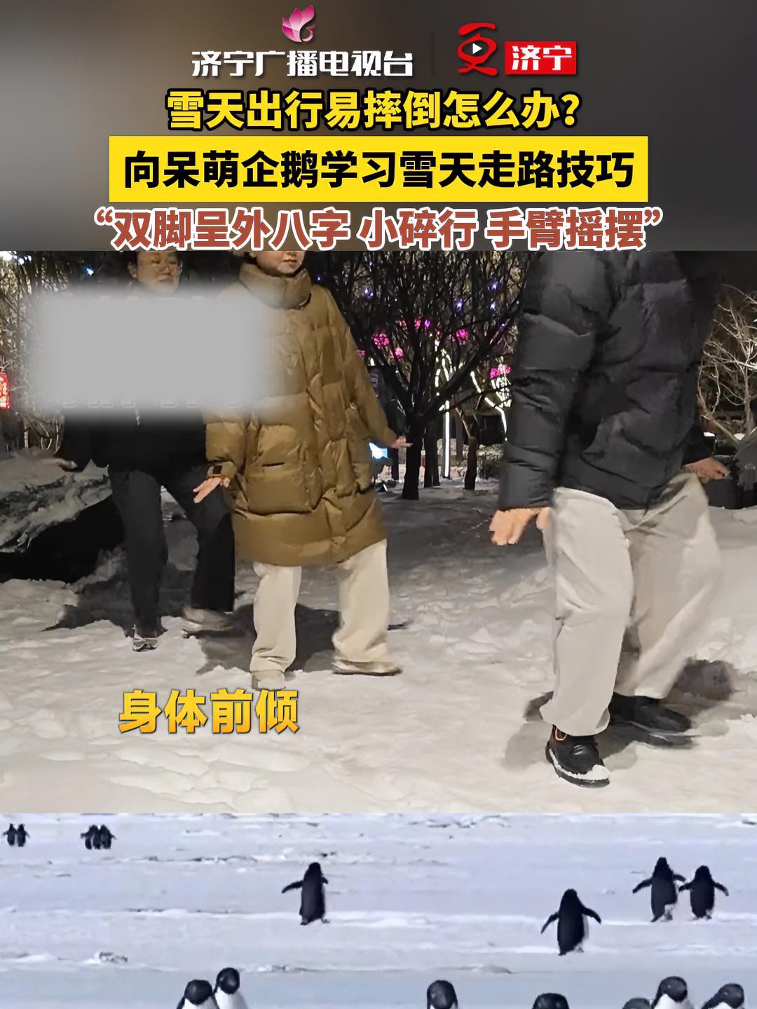 雪天出行易摔倒怎么办?向呆萌企鹅学习雪天走路技巧,“双脚呈外八字 小碎行 手臂摇摆” 企鹅