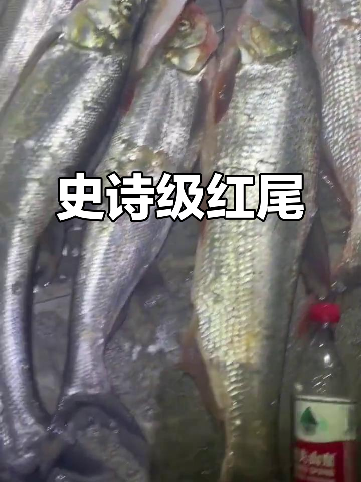 三条巨型红尾,最大近8.5斤,比普通翘嘴更震撼!