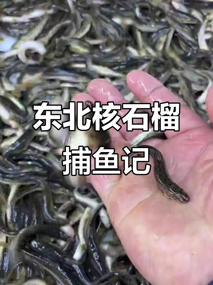 东北河石榴抓鱼大作战,满籽的扁子沟子真有趣