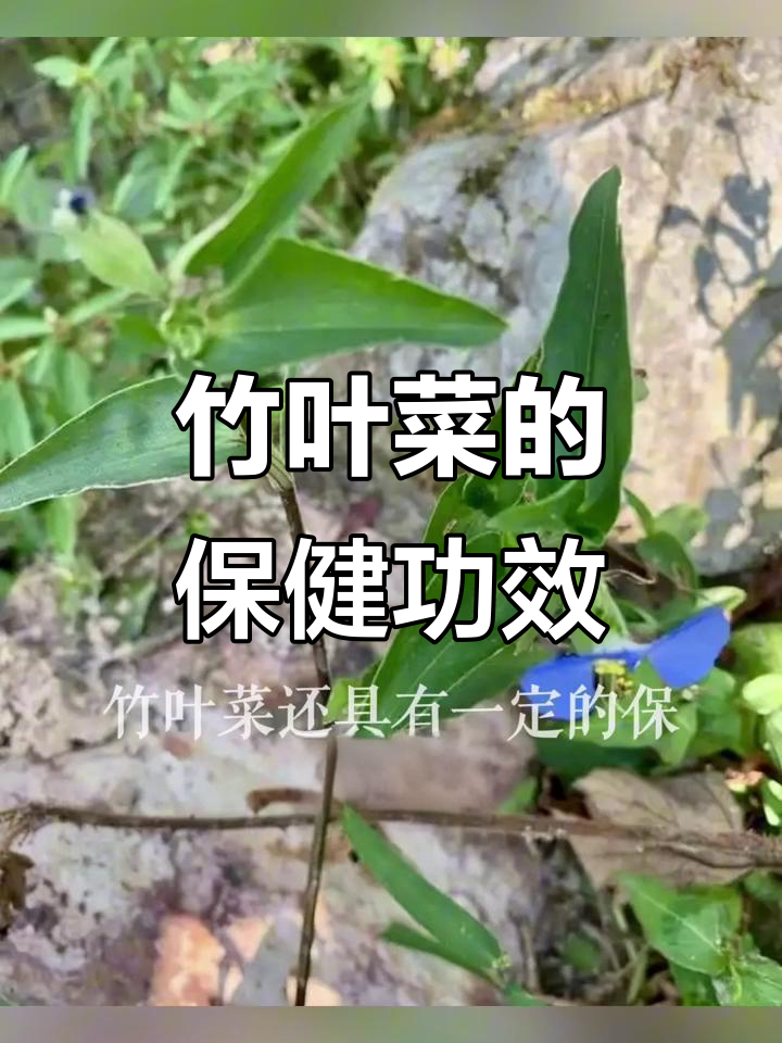 竹叶菜：美味又营养，清热解毒的野菜你尝过吗？