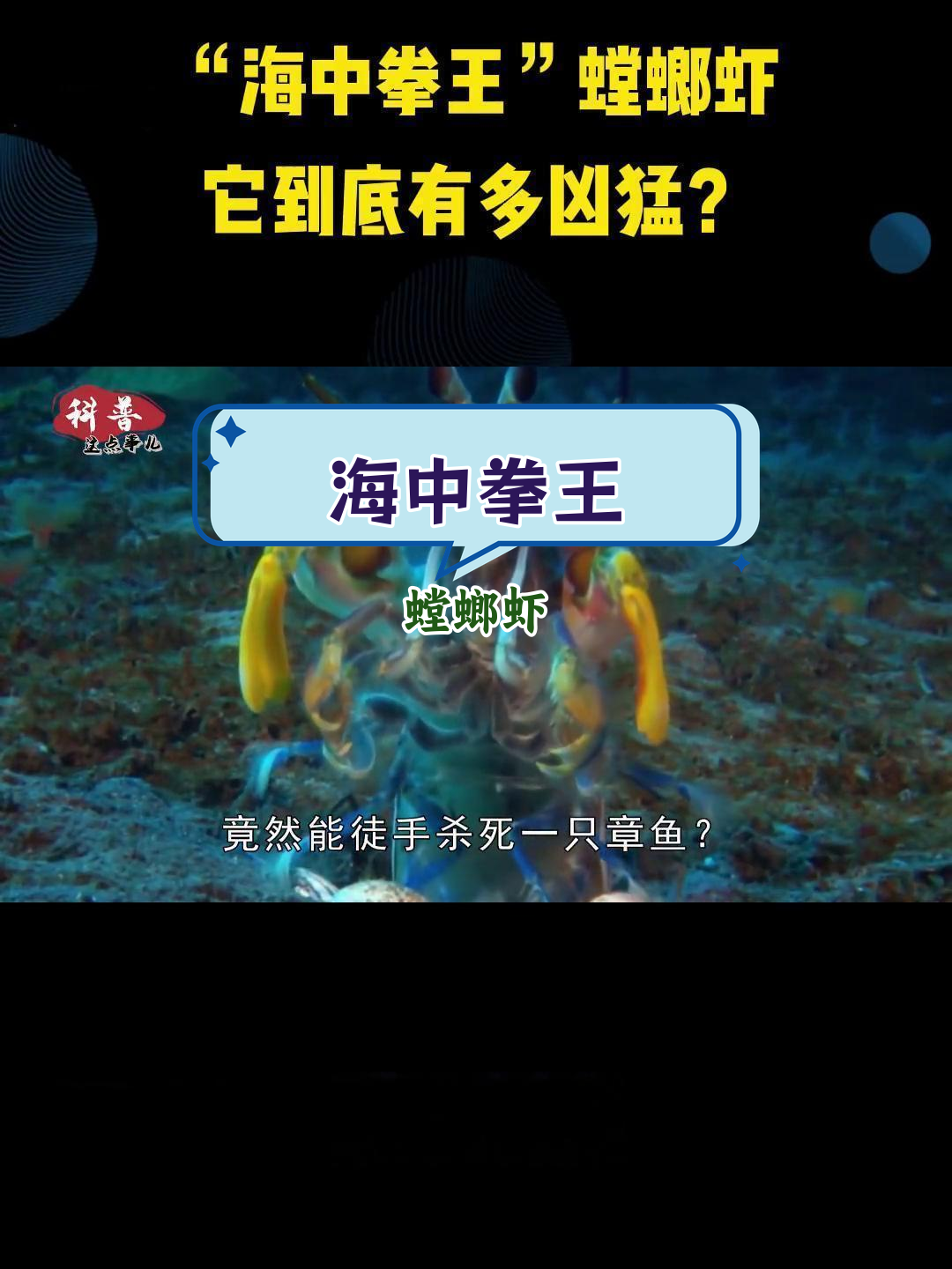 深海中的“拳击手”:螳螂虾的惊人力量