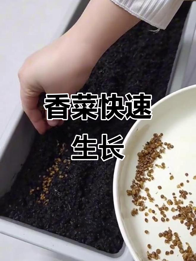 香菜发芽迅速,两天内明显长高,期待收获美味!